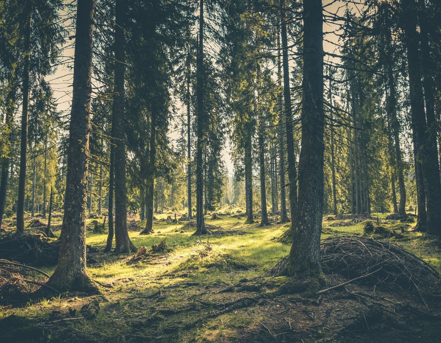 Nachhaltigkeit-Planex-Technische-Textilien-Wald2