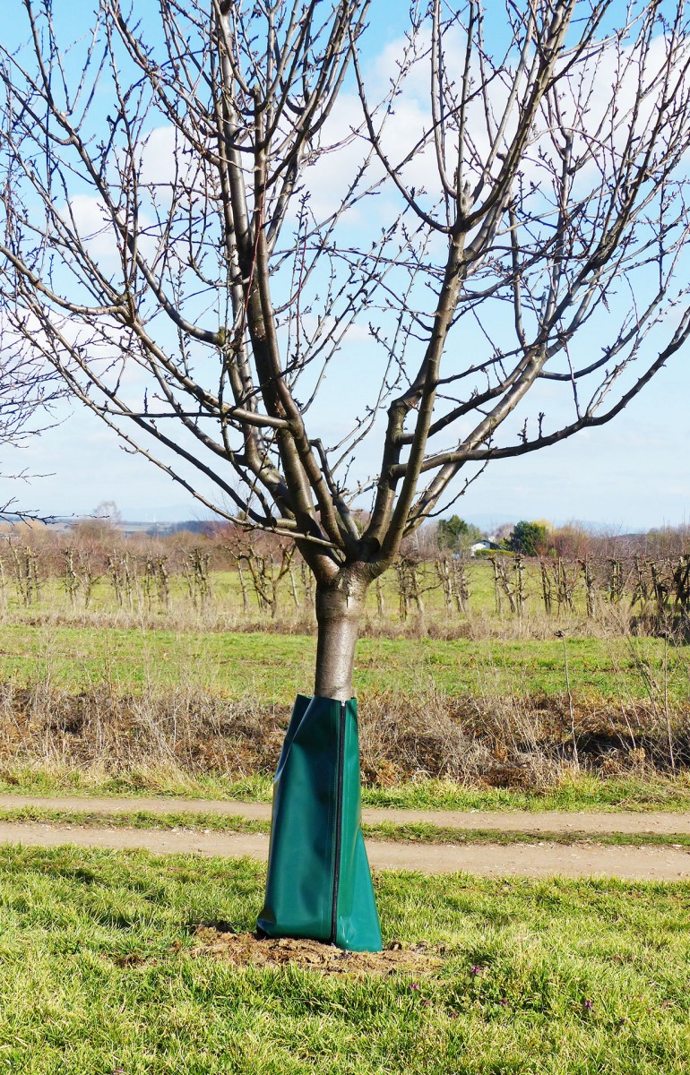 Ein Baum mit einem Premium Bewässerungssack und Baumsack für eine effiziente und nachhaltige Bewässerung von Bäumen und Sträuchern