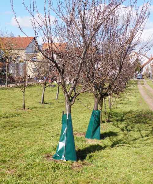 Ein Baum mit einem Premium Bewässerungssack und Baumsack für eine effiziente und nachhaltige Bewässerung von Bäumen und Sträuchern